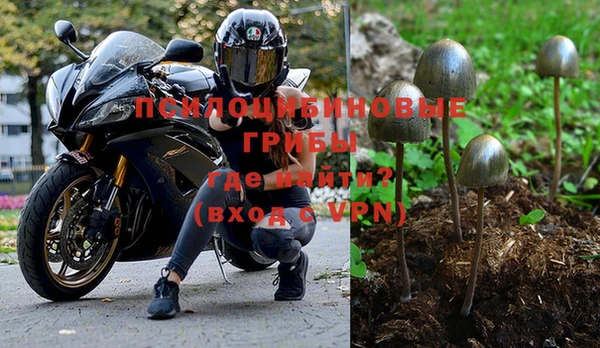 хмурый Осинники